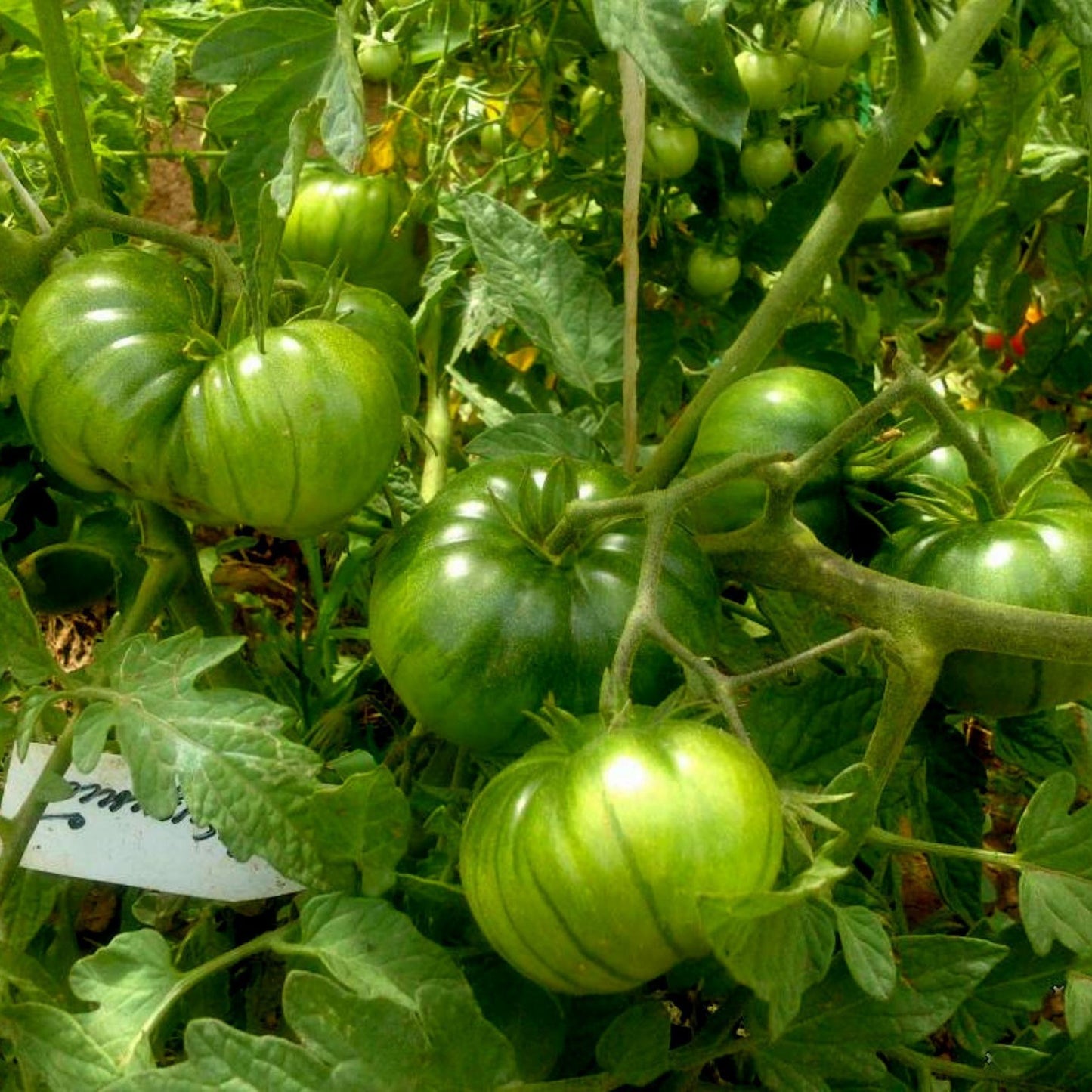 Tomātu sēklas - Arbuznyi