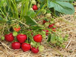 Rendezvous Zemeņu Stādi (Kailsakņu Stādi)