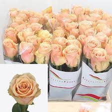 Primavera (Rožu Jaunstādi)