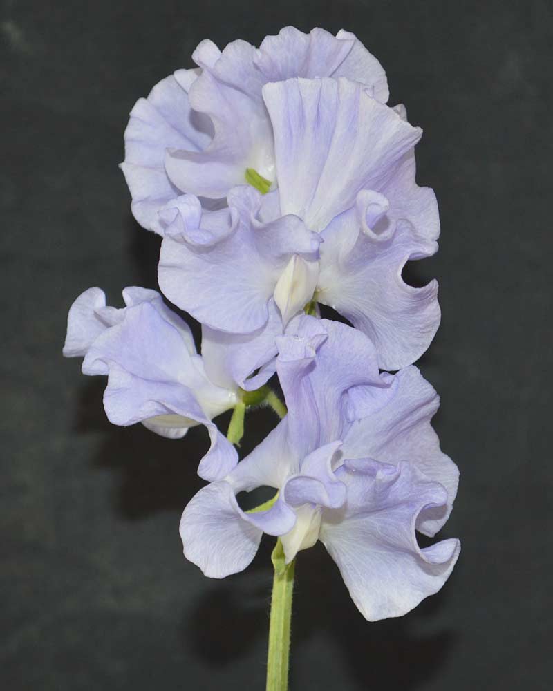 Lielziedu puķuzirņu sēklas - LAUREN LOUISE