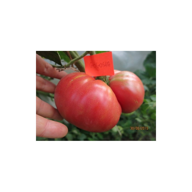 Tomātu sēklas - GOGOSHA