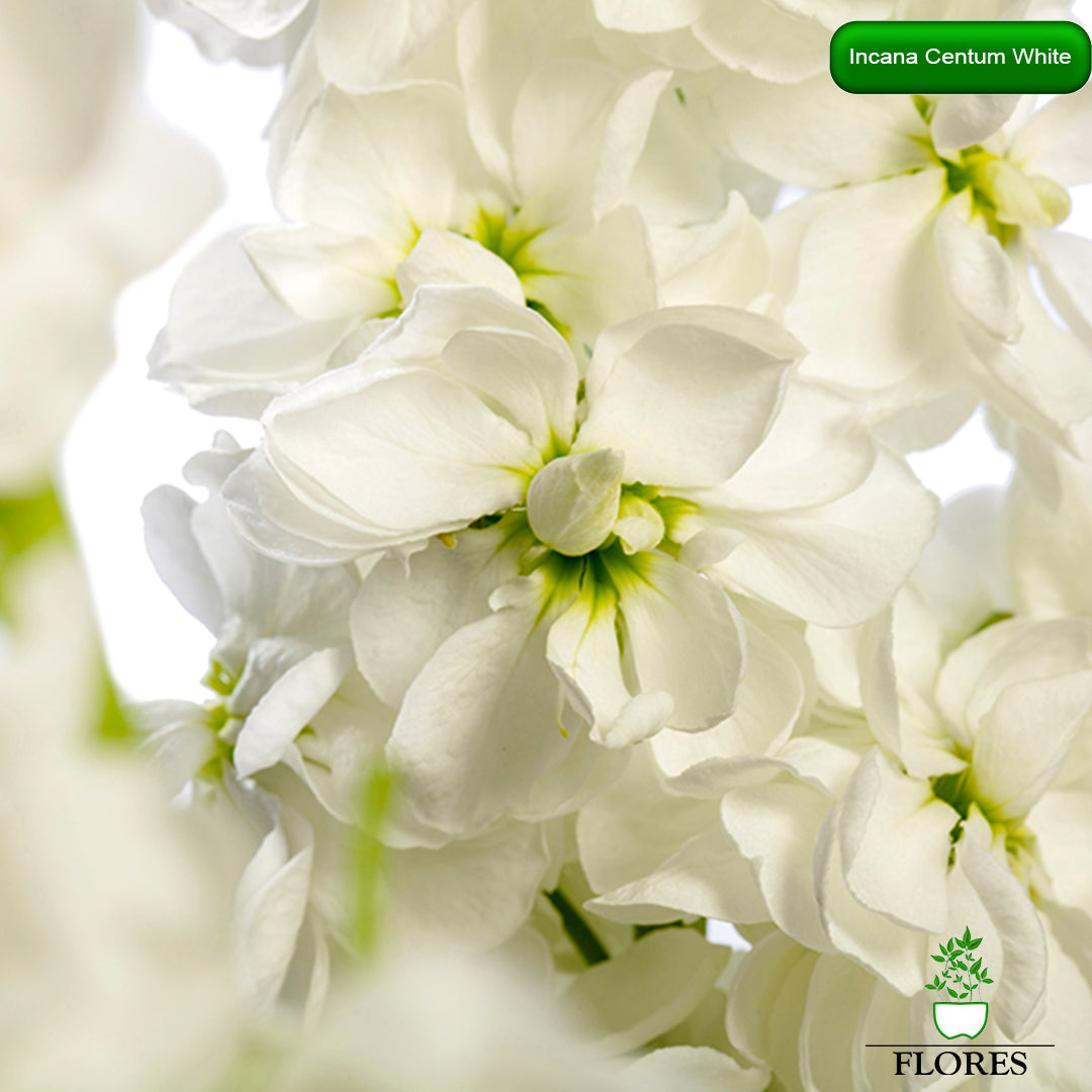 lefkojas,lefkojas vāzē,lefkojas audzēšana,lefkojas sēklas,lefkojas sēj,lefkojas cena,vasaras lefkoja,parastā lefkoja,kā saglabāt lefkojas,kā sēt lefkojas, matiolas,matiolas ziedi,matthiola incana,matthiola seeds,matthiola flower,Matthiola incana Anytime,Matthiola incana Centum,Matthiola incana Iron, kur pirkt lefkojas,lefkojas cena,lefkojas sēklas cena,matiolas sēklas kur pirkt, matiolas sēklas cena, Centum white