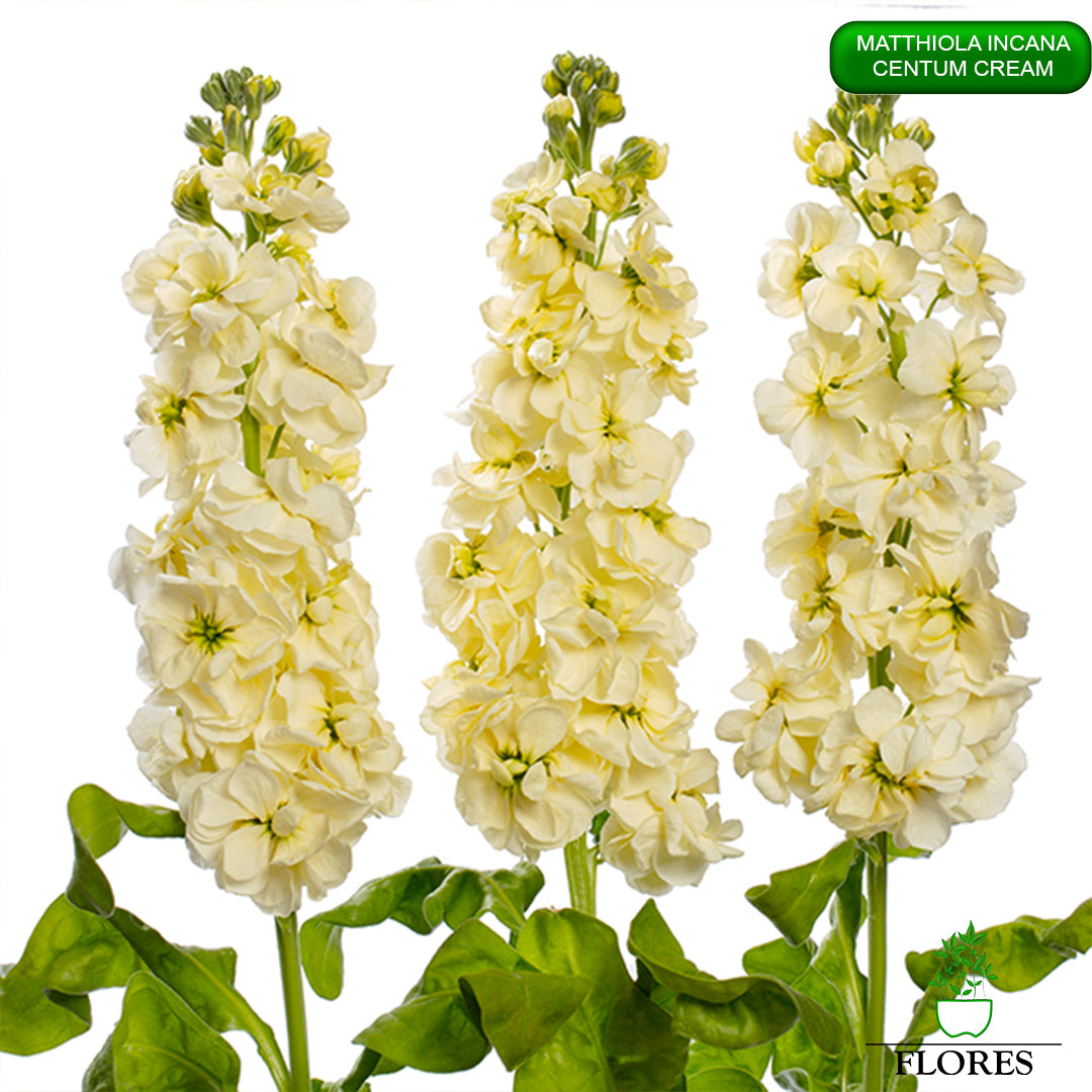 lefkojas,lefkojas vāzē,lefkojas audzēšana,lefkojas sēklas,lefkojas sēj,lefkojas cena,vasaras lefkoja,parastā lefkoja,kā saglabāt lefkojas,kā sēt lefkojas, matiolas,matiolas ziedi,matthiola incana,matthiola seeds,matthiola flower,Matthiola incana Anytime,Matthiola incana Centum,Matthiola incana Iron, kur pirkt lefkojas,lefkojas cena,lefkojas sēklas cena,matiolas sēklas kur pirkt, matiolas sēklas cena, Centum Cream