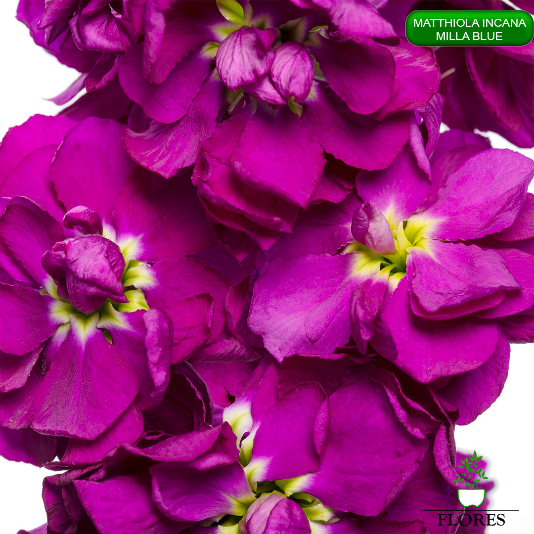 lefkojas,lefkojas vāzē,lefkojas audzēšana,lefkojas sēklas,lefkojas sēj,lefkojas cena,vasaras lefkoja,parastā lefkoja,kā saglabāt lefkojas,kā sēt lefkojas, matiolas,matiolas ziedi,matthiola incana,matthiola seeds,matthiola flower,Matthiola incana Anytime,Matthiola incana Centum,Matthiola incana Iron, kur pirkt lefkojas,lefkojas cena,lefkojas sēklas cena,matiolas sēklas kur pirkt, matiolas sēklas cena, milla blue