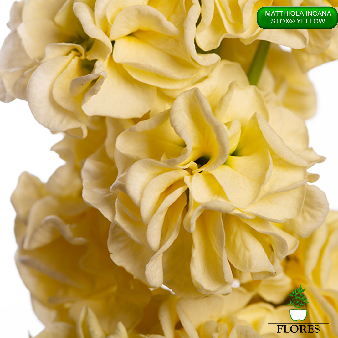 lefkojas,lefkojas vāzē,lefkojas audzēšana,lefkojas sēklas,lefkojas sēj,lefkojas cena,vasaras lefkoja,parastā lefkoja,kā saglabāt lefkojas,kā sēt lefkojas, matiolas,matiolas ziedi,matthiola incana,matthiola seeds,matthiola flower,Matthiola incana Anytime,Matthiola incana Centum,Matthiola incana Iron, kur pirkt lefkojas,lefkojas cena,lefkojas sēklas cena,matiolas sēklas kur pirkt, matiolas sēklas cena, StoX Yellow