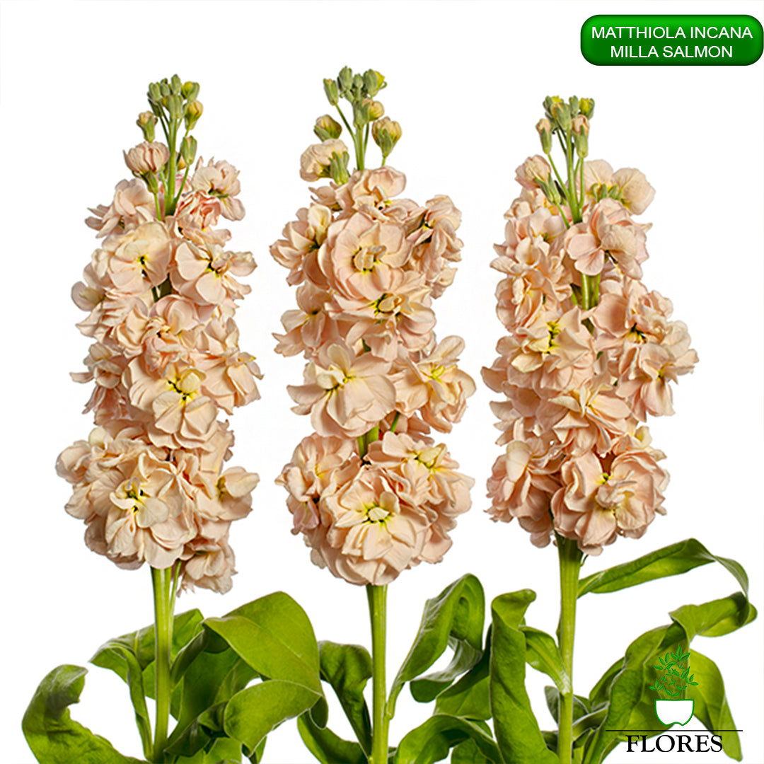 lefkojas,lefkojas vāzē,lefkojas audzēšana,lefkojas sēklas,lefkojas sēj,lefkojas cena,vasaras lefkoja,parastā lefkoja,kā saglabāt lefkojas,kā sēt lefkojas, matiolas,matiolas ziedi,matthiola incana,matthiola seeds,matthiola flower,Matthiola incana Anytime,Matthiola incana Centum,Matthiola incana Iron, kur pirkt lefkojas,lefkojas cena,lefkojas sēklas cena,matiolas sēklas kur pirkt, matiolas sēklas cena, milla salmon