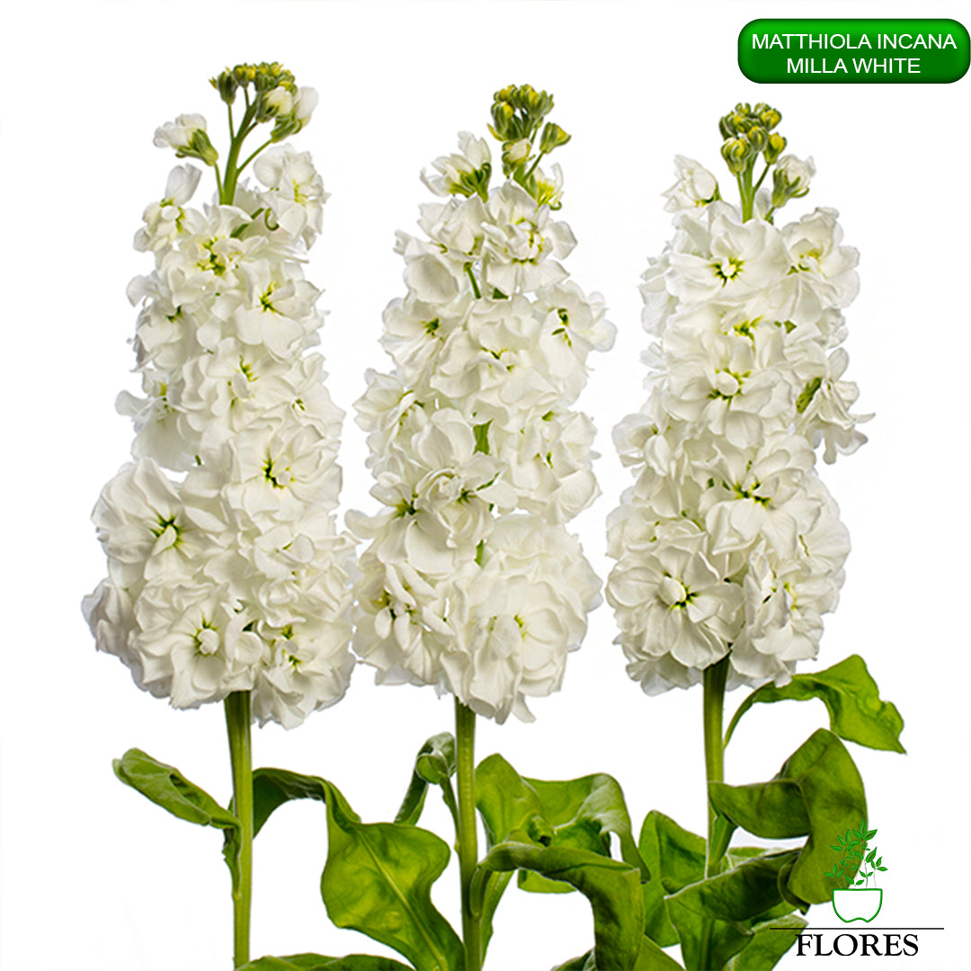 lefkojas,lefkojas vāzē,lefkojas audzēšana,lefkojas sēklas,lefkojas sēj,lefkojas cena,vasaras lefkoja,parastā lefkoja,kā saglabāt lefkojas,kā sēt lefkojas, matiolas,matiolas ziedi,matthiola incana,matthiola seeds,matthiola flower,Matthiola incana Anytime,Matthiola incana Centum,Matthiola incana Iron, kur pirkt lefkojas,lefkojas cena,lefkojas sēklas cena,matiolas sēklas kur pirkt, matiolas sēklas cena, milla white