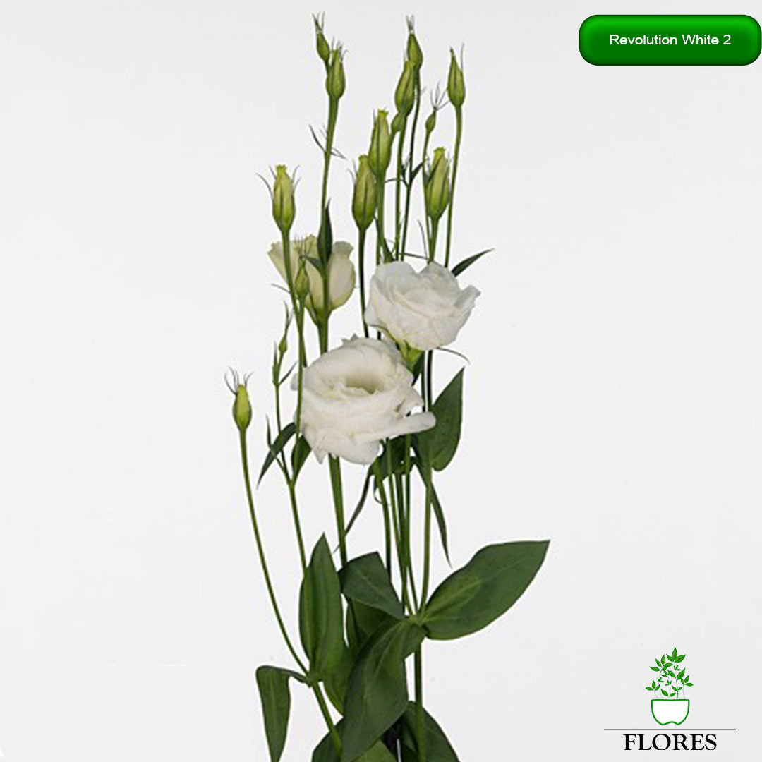 Revolution White 2 lizantes sēklas,kur nopirkt lizantes sēklas,lizantes audzēšana,lizantes cena,lizantes stādi,lizantes vāzē,lizantes,eustomas sēklas, lizanšu sēklas, lizantes rīga,lizantes kandava,lizantes ventspils,lizantes liepāja,lizantes talsi,lizantes tukums,lizantes pūre, lizantes saldus,lizantes jelgava,lizantes jēkabpils,lizantes latvijā,lizantes sēklas latvijā,lizantu sēklas, lizanšu sēklas rīgā, lizanšu sēklas kandava,lizanšu sēklas tukums