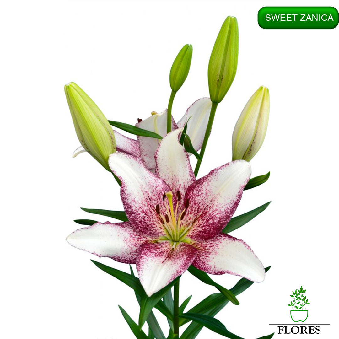 Sweet Zanica lilija,āzijas lilijas latvijā,Baruta liliju sīpoli,pērc liliju sīpolus, liliju sīpoli cena,liliju sīpoli rīga,cik maksā liliju sīpoli,liliju sīpoli internetā, liliju sīpolu stādīšana,liliju sipoli,liliju sīpoli pirkt,liliju sīpoli cenas,kur nopirkt liliju sīpolus, liliju sīpoli kur pirkt,liliju sīpoli kandava,liliju sīpoli tukums,liliju sīpoli talsi,liliju sīpoli pūre, liliju sīpoli kuldīga,liliju sīpoli ventspils,liliju sīpoli jelgava,liliju sīpoli saldus,liliju sīpoli liepāja