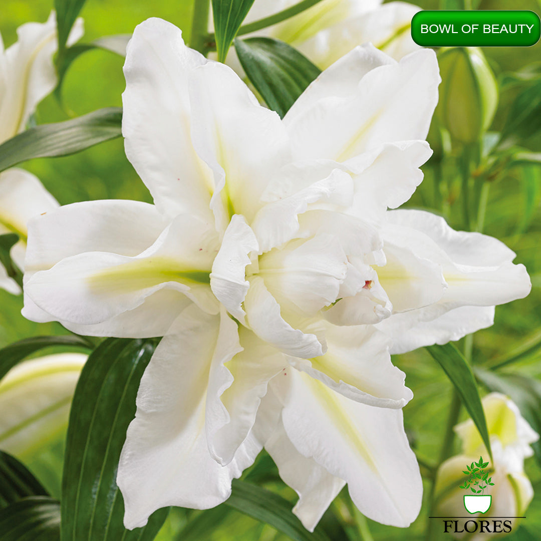 bowl of beauty lilija,āzijas lilijas latvijā,Baruta liliju sīpoli,pērc liliju sīpolus, liliju sīpoli cena,liliju sīpoli rīga,cik maksā liliju sīpoli,liliju sīpoli internetā, liliju sīpolu stādīšana,liliju sipoli,liliju sīpoli pirkt,liliju sīpoli cenas,kur nopirkt liliju sīpolus, liliju sīpoli kur pirkt,liliju sīpoli kandava,liliju sīpoli tukums,liliju sīpoli talsi,liliju sīpoli pūre, liliju sīpoli kuldīga,liliju sīpoli ventspils,liliju sīpoli jelgava,liliju sīpoli saldus,liliju sīpoli liepāja