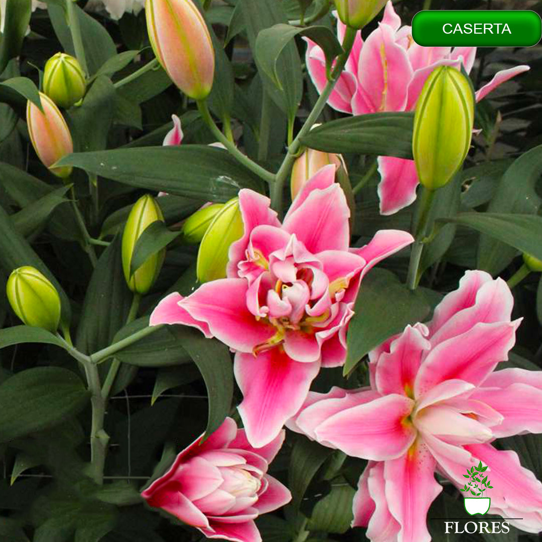 caserta lilija,āzijas lilijas latvijā,Baruta liliju sīpoli,pērc liliju sīpolus, liliju sīpoli cena,liliju sīpoli rīga,cik maksā liliju sīpoli,liliju sīpoli internetā, liliju sīpolu stādīšana,liliju sipoli,liliju sīpoli pirkt,liliju sīpoli cenas,kur nopirkt liliju sīpolus, liliju sīpoli kur pirkt,liliju sīpoli kandava,liliju sīpoli tukums,liliju sīpoli talsi,liliju sīpoli pūre, liliju sīpoli kuldīga,liliju sīpoli ventspils,liliju sīpoli jelgava,liliju sīpoli saldus,liliju sīpoli liepāja