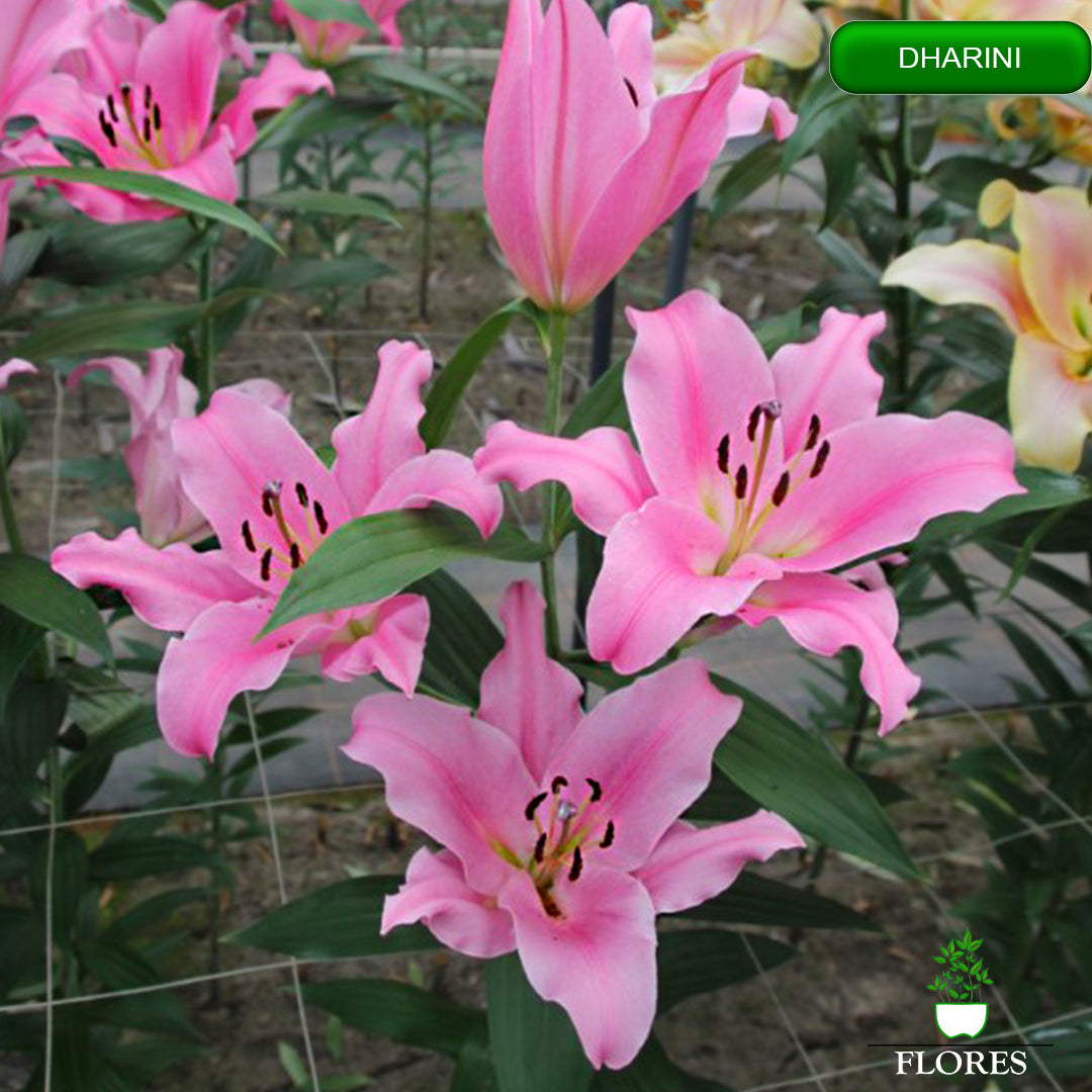 dharini lilija,āzijas lilijas latvijā,Baruta liliju sīpoli,pērc liliju sīpolus, liliju sīpoli cena,liliju sīpoli rīga,cik maksā liliju sīpoli,liliju sīpoli internetā, liliju sīpolu stādīšana,liliju sipoli,liliju sīpoli pirkt,liliju sīpoli cenas,kur nopirkt liliju sīpolus, liliju sīpoli kur pirkt,liliju sīpoli kandava,liliju sīpoli tukums,liliju sīpoli talsi,liliju sīpoli pūre, liliju sīpoli kuldīga,liliju sīpoli ventspils,liliju sīpoli jelgava,liliju sīpoli saldus,liliju sīpoli liepāja