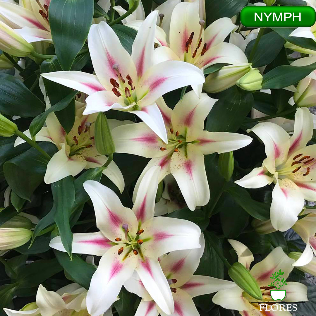 nymph lilija,āzijas lilijas latvijā,Baruta liliju sīpoli,pērc liliju sīpolus, liliju sīpoli cena,liliju sīpoli rīga,cik maksā liliju sīpoli,liliju sīpoli internetā, liliju sīpolu stādīšana,liliju sipoli,liliju sīpoli pirkt,liliju sīpoli cenas,kur nopirkt liliju sīpolus, liliju sīpoli kur pirkt,liliju sīpoli kandava,liliju sīpoli tukums,liliju sīpoli talsi,liliju sīpoli pūre, liliju sīpoli kuldīga,liliju sīpoli ventspils,liliju sīpoli jelgava,liliju sīpoli saldus,liliju sīpoli liepāja