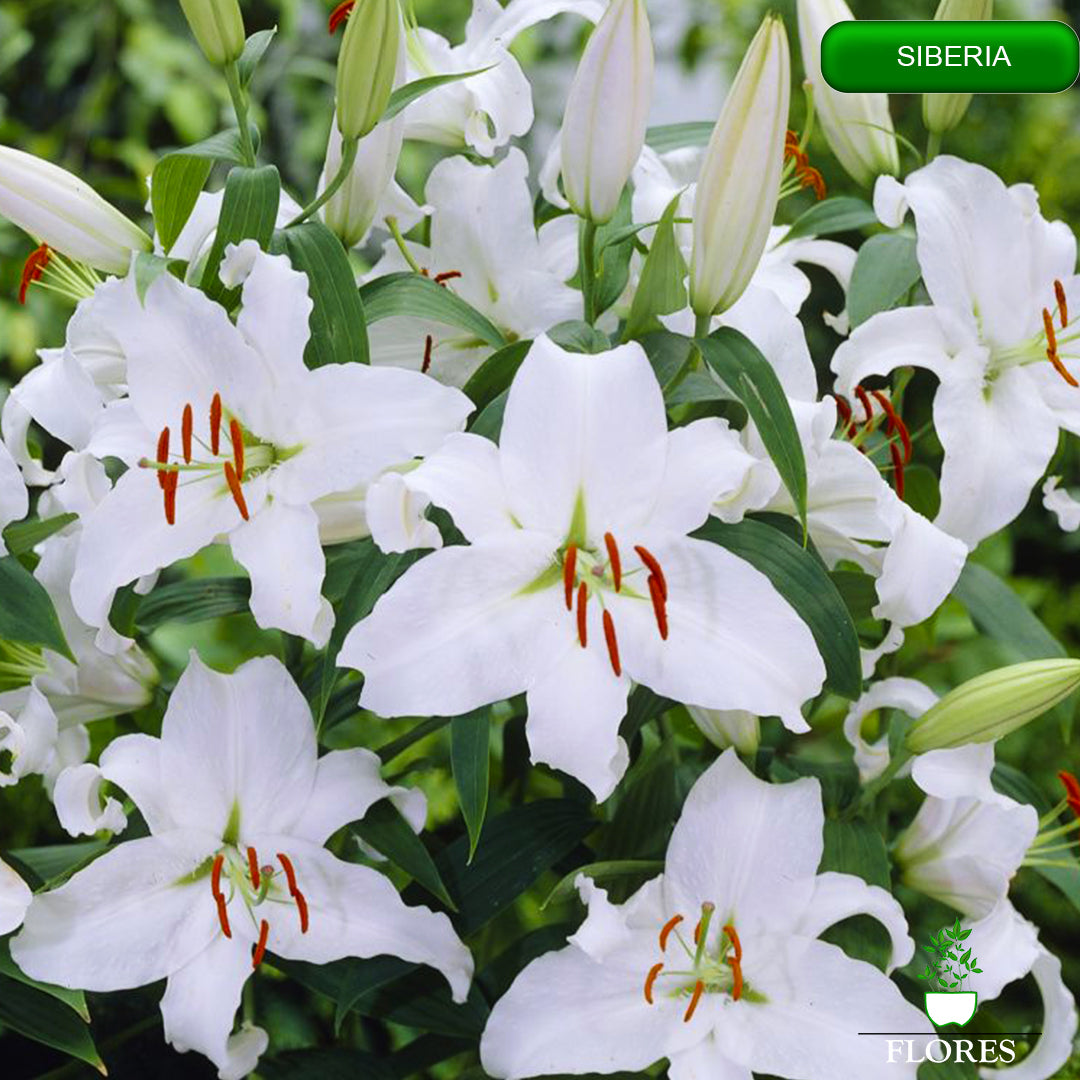 siberia lilija,āzijas lilijas latvijā,Baruta liliju sīpoli,pērc liliju sīpolus, liliju sīpoli cena,liliju sīpoli rīga,cik maksā liliju sīpoli,liliju sīpoli internetā, liliju sīpolu stādīšana,liliju sipoli,liliju sīpoli pirkt,liliju sīpoli cenas,kur nopirkt liliju sīpolus, liliju sīpoli kur pirkt,liliju sīpoli kandava,liliju sīpoli tukums,liliju sīpoli talsi,liliju sīpoli pūre, liliju sīpoli kuldīga,liliju sīpoli ventspils,liliju sīpoli jelgava,liliju sīpoli saldus,liliju sīpoli liepāja