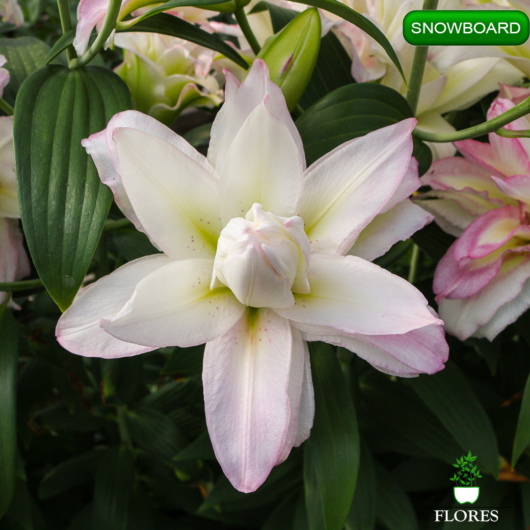 Snowboard lilija,āzijas lilijas latvijā,Baruta liliju sīpoli,pērc liliju sīpolus, liliju sīpoli cena,liliju sīpoli rīga,cik maksā liliju sīpoli,liliju sīpoli internetā, liliju sīpolu stādīšana,liliju sipoli,liliju sīpoli pirkt,liliju sīpoli cenas,kur nopirkt liliju sīpolus, liliju sīpoli kur pirkt,liliju sīpoli kandava,liliju sīpoli tukums,liliju sīpoli talsi,liliju sīpoli pūre, liliju sīpoli kuldīga,liliju sīpoli ventspils,liliju sīpoli jelgava,liliju sīpoli saldus,liliju sīpoli liepāja