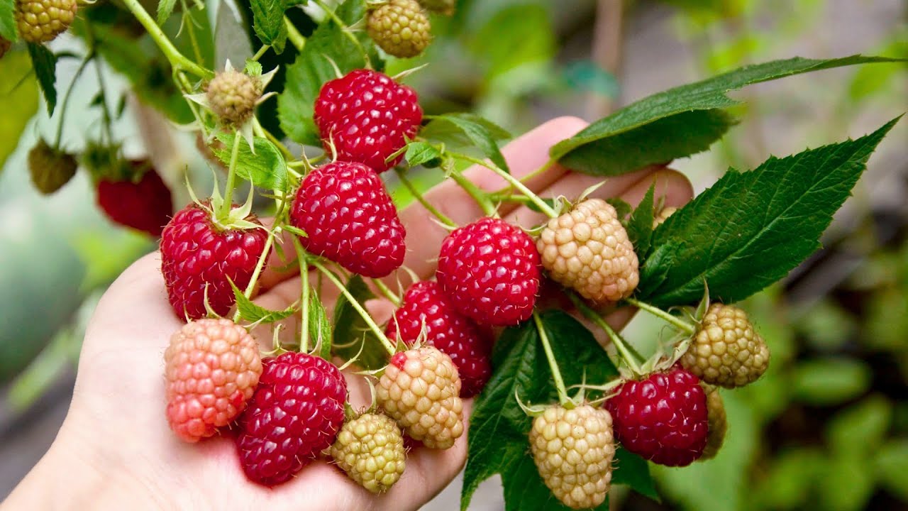 Rudens avenes Delniwa