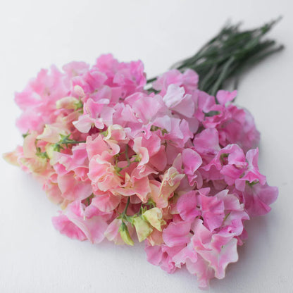 Lielziedu puķuzirņu sēklas - Mrs Bernard Jones