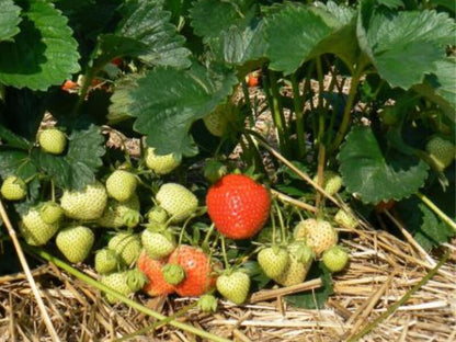 Lola Zemeņu Stādi (Kailsakņu Stādi)