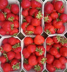 Rendezvous Zemeņu Stādi (Kailsakņu Stādi)