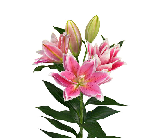 Melissa - Rožu Lilijas