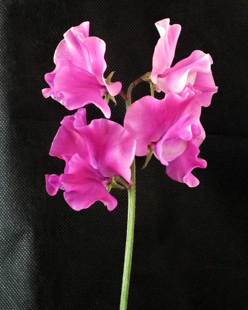 Lielziedu puķuzirņu sēklas - BARONSCOURT