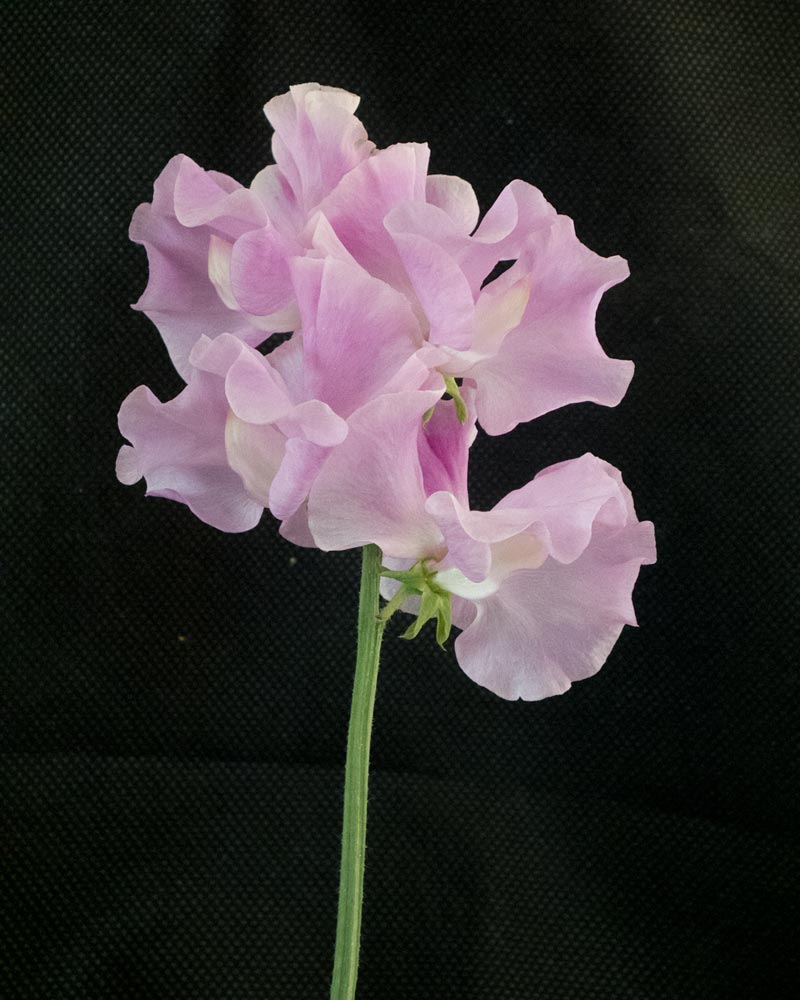 Lielziedu puķuzirņu sēklas - BOBBY CHISHOLM