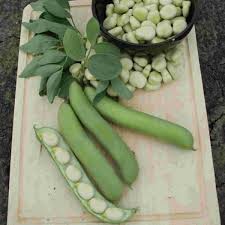 Dārzeņu sēklas - Cūku pupas MONICA