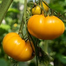 Tomātu sēklas - Kellogg's Breakfast