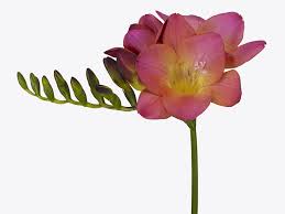 Frēziju Sīpoli Intense®