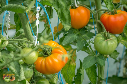 Tomātu sēklas - Grapefruit