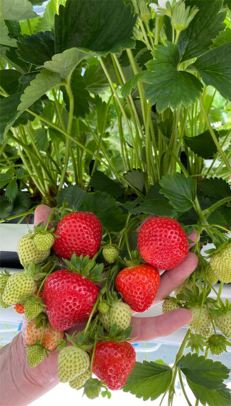 Lola Zemeņu Stādi (Kailsakņu Stādi)