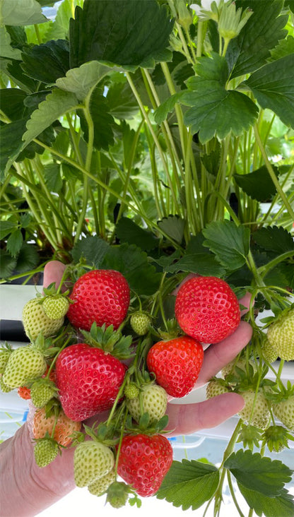 Lola Zemeņu Stādi (Kailsakņu Stādi)