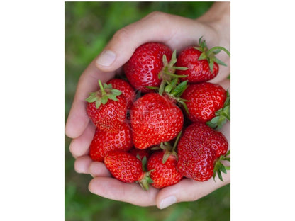 Lola Zemeņu Stādi (Kailsakņu Stādi)