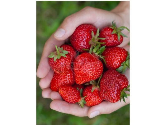 Lola Zemeņu Stādi (Kailsakņu Stādi)