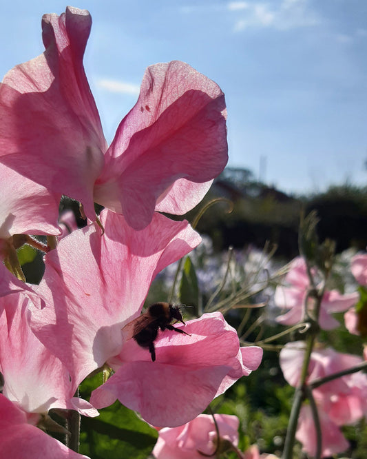 Lielziedu puķu zirņu sēklas - WILLOW