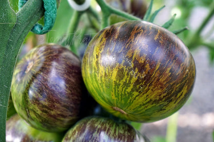 Tomātu sēklas - Xanadu Green Goddless