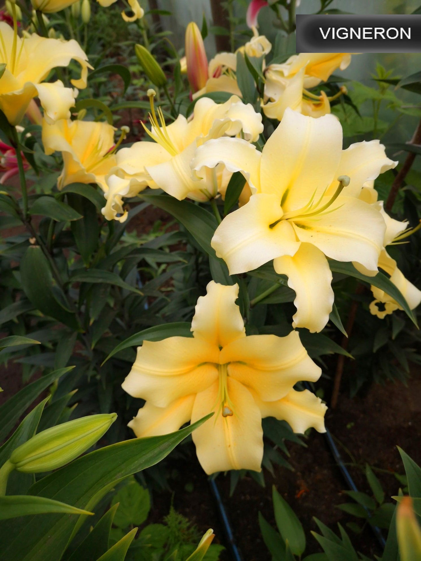 Vigneron lilija,āzijas lilijas latvijā,Vigneron liliju sīpoli,pērc liliju sīpolus, liliju sīpoli cena,liliju sīpoli rīga,cik maksā liliju sīpoli,liliju sīpoli internetā, liliju sīpolu stādīšana,liliju sipoli,liliju sīpoli pirkt,liliju sīpoli cenas,kur nopirkt liliju sīpolus, liliju sīpoli kur pirkt,liliju sīpoli kandava,liliju sīpoli tukums,liliju sīpoli talsi,liliju sīpoli pūre, liliju sīpoli kuldīga,liliju sīpoli ventspils,liliju sīpoli jelgava,liliju sīpoli saldus,liliju sīpoli liepāja