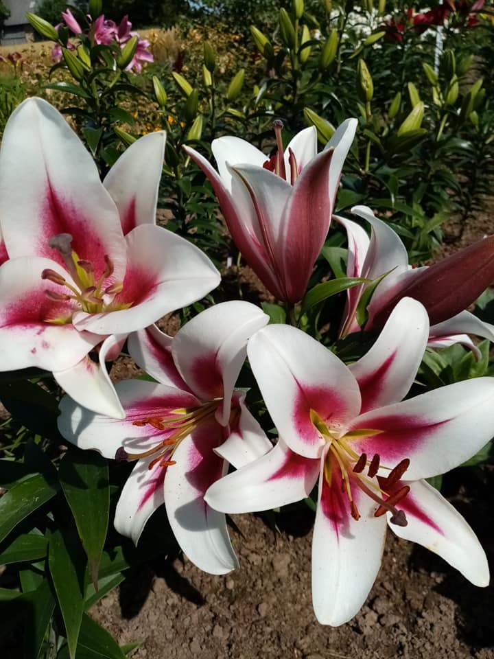 Gaucho lilija,āzijas lilijas latvijā,gaucho liliju sīpoli,pērc liliju sīpolus, liliju sīpoli cena,liliju sīpoli rīga,cik maksā liliju sīpoli,liliju sīpoli internetā, liliju sīpolu stādīšana,liliju sipoli,liliju sīpoli pirkt,liliju sīpoli cenas,kur nopirkt liliju sīpolus, liliju sīpoli kur pirkt,liliju sīpoli kandava,liliju sīpoli tukums,liliju sīpoli talsi,liliju sīpoli pūre, liliju sīpoli kuldīga,liliju sīpoli ventspils,liliju sīpoli jelgava,liliju sīpoli ogre,liliju sīpoli saldus,Gaucho liliju sīpoli