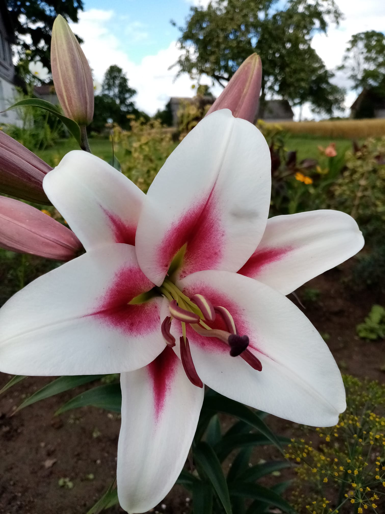 Gaucho lilija,āzijas lilijas latvijā,gaucho liliju sīpoli,pērc liliju sīpolus, liliju sīpoli cena,liliju sīpoli rīga,cik maksā liliju sīpoli,liliju sīpoli internetā, liliju sīpolu stādīšana,liliju sipoli,liliju sīpoli pirkt,liliju sīpoli cenas,kur nopirkt liliju sīpolus, liliju sīpoli kur pirkt,liliju sīpoli kandava,liliju sīpoli tukums,liliju sīpoli talsi,liliju sīpoli pūre, liliju sīpoli kuldīga,liliju sīpoli ventspils,liliju sīpoli jelgava,liliju sīpoli ogre,liliju sīpoli saldus,Gaucho liliju sīpoli