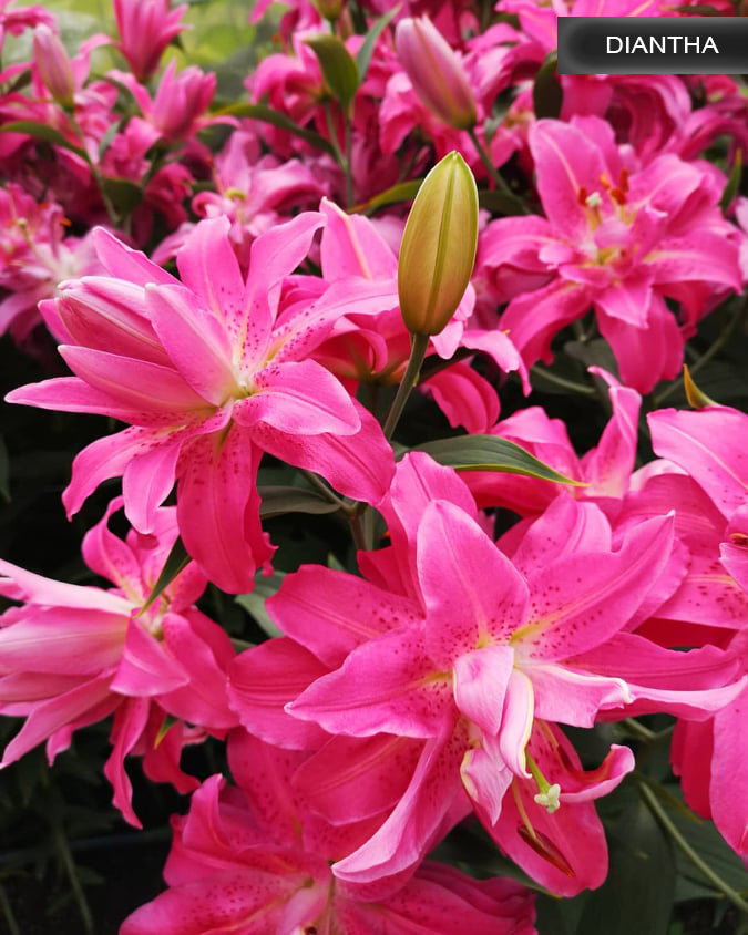 Diantha lilija,āzijas lilijas latvijā,Diantha liliju sīpoli,pērc liliju sīpolus, liliju sīpoli cena,liliju sīpoli rīga,cik maksā liliju sīpoli,liliju sīpoli internetā, liliju sīpolu stādīšana,liliju sipoli,liliju sīpoli pirkt,liliju sīpoli cenas,kur nopirkt liliju sīpolus, liliju sīpoli kur pirkt,liliju sīpoli kandava,liliju sīpoli tukums,liliju sīpoli talsi,liliju sīpoli pūre, liliju sīpoli kuldīga,liliju sīpoli ventspils,liliju sīpoli jelgava,liliju sīpoli saldus,liliju sīpoli liepāja