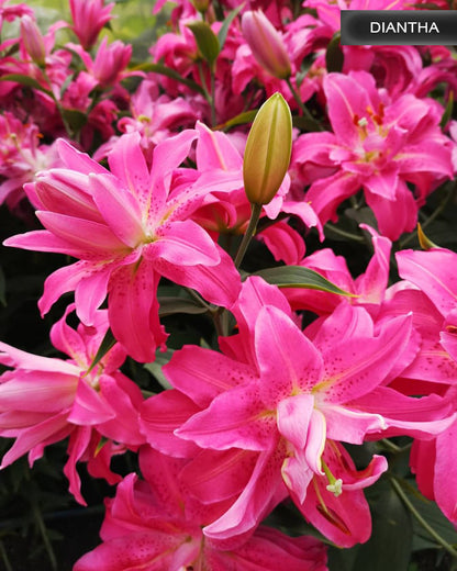 Diantha lilija,āzijas lilijas latvijā,Diantha liliju sīpoli,pērc liliju sīpolus, liliju sīpoli cena,liliju sīpoli rīga,cik maksā liliju sīpoli,liliju sīpoli internetā, liliju sīpolu stādīšana,liliju sipoli,liliju sīpoli pirkt,liliju sīpoli cenas,kur nopirkt liliju sīpolus, liliju sīpoli kur pirkt,liliju sīpoli kandava,liliju sīpoli tukums,liliju sīpoli talsi,liliju sīpoli pūre, liliju sīpoli kuldīga,liliju sīpoli ventspils,liliju sīpoli jelgava,liliju sīpoli saldus,liliju sīpoli liepāja