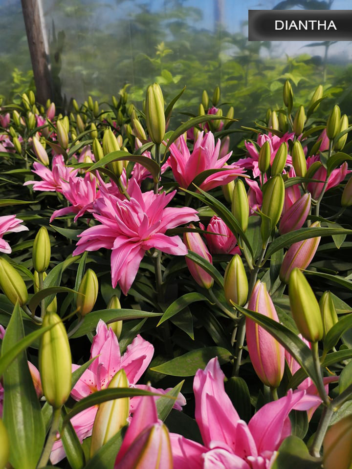 Diantha lilija,āzijas lilijas latvijā,Diantha liliju sīpoli,pērc liliju sīpolus, liliju sīpoli cena,liliju sīpoli rīga,cik maksā liliju sīpoli,liliju sīpoli internetā, liliju sīpolu stādīšana,liliju sipoli,liliju sīpoli pirkt,liliju sīpoli cenas,kur nopirkt liliju sīpolus, liliju sīpoli kur pirkt,liliju sīpoli kandava,liliju sīpoli tukums,liliju sīpoli talsi,liliju sīpoli pūre, liliju sīpoli kuldīga,liliju sīpoli ventspils,liliju sīpoli jelgava,liliju sīpoli saldus,liliju sīpoli liepāja
