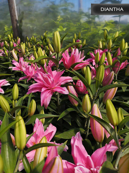 Diantha lilija,āzijas lilijas latvijā,Diantha liliju sīpoli,pērc liliju sīpolus, liliju sīpoli cena,liliju sīpoli rīga,cik maksā liliju sīpoli,liliju sīpoli internetā, liliju sīpolu stādīšana,liliju sipoli,liliju sīpoli pirkt,liliju sīpoli cenas,kur nopirkt liliju sīpolus, liliju sīpoli kur pirkt,liliju sīpoli kandava,liliju sīpoli tukums,liliju sīpoli talsi,liliju sīpoli pūre, liliju sīpoli kuldīga,liliju sīpoli ventspils,liliju sīpoli jelgava,liliju sīpoli saldus,liliju sīpoli liepāja