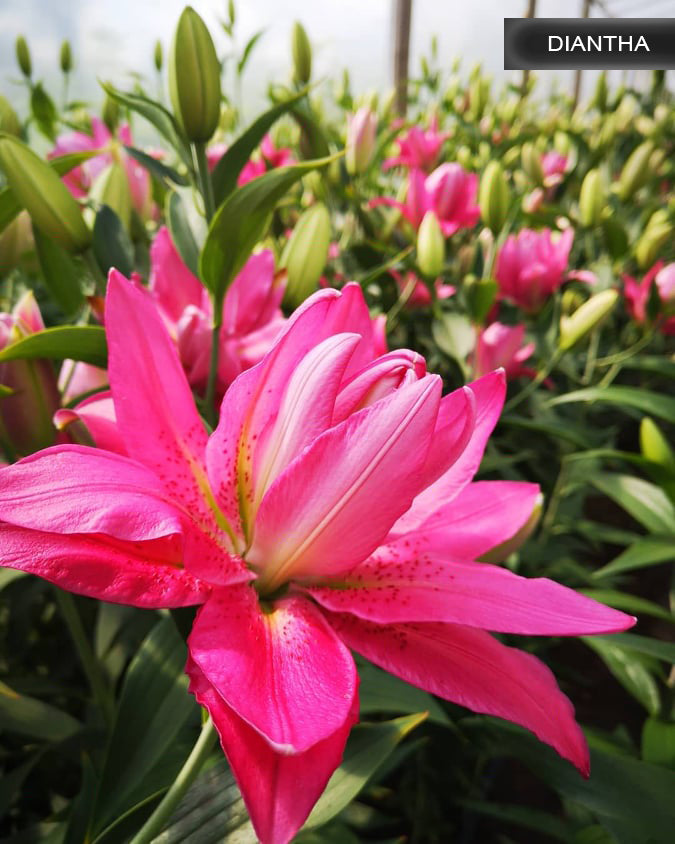 Diantha lilija,āzijas lilijas latvijā,Diantha liliju sīpoli,pērc liliju sīpolus, liliju sīpoli cena,liliju sīpoli rīga,cik maksā liliju sīpoli,liliju sīpoli internetā, liliju sīpolu stādīšana,liliju sipoli,liliju sīpoli pirkt,liliju sīpoli cenas,kur nopirkt liliju sīpolus, liliju sīpoli kur pirkt,liliju sīpoli kandava,liliju sīpoli tukums,liliju sīpoli talsi,liliju sīpoli pūre, liliju sīpoli kuldīga,liliju sīpoli ventspils,liliju sīpoli jelgava,liliju sīpoli saldus,liliju sīpoli liepāja