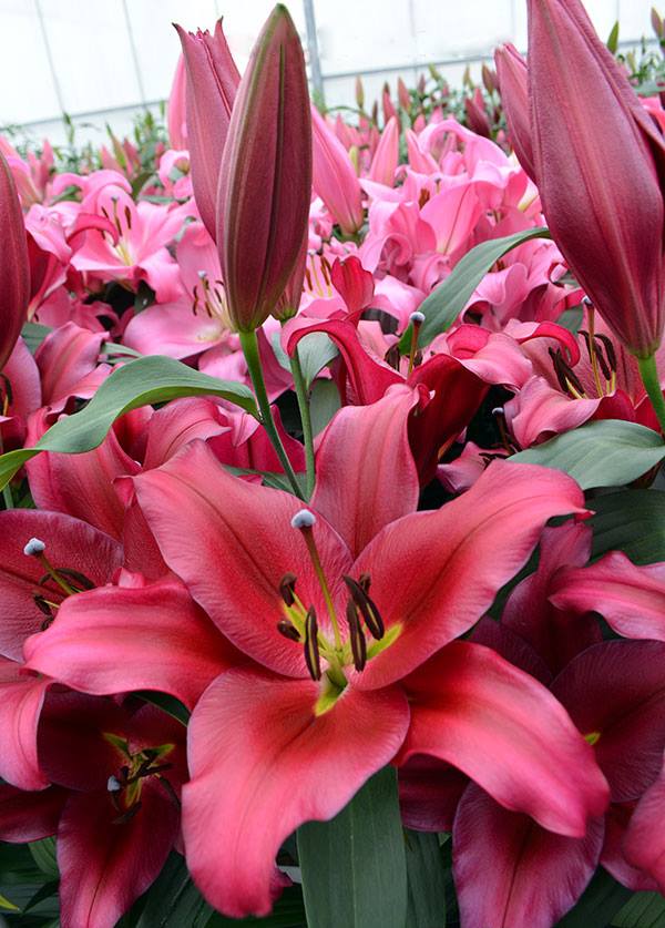 touchstone lilija,āzijas lilijas latvijā,liliju sīpoli,pērc liliju sīpolus latvijā, liliju sīpoli cena,liliju sīpoli rīga,cik maksā liliju sīpoli,liliju sīpoli internetā, liliju sīpolu stādīšana,liliju sipoli,liliju sīpoli pirkt,liliju sīpoli cenas,kur nopirkt liliju sīpolus, liliju sīpoli kur pirkt,liliju sīpoli kandava,liliju sīpoli tukums,liliju sīpoli talsi,liliju sīpoli pūre, liliju sīpoli kuldīga,liliju sīpoli ventspils,liliju sīpoli jelgava,liliju sīpoli ogre,lilijas saldus,touchstone liliju sīpoli