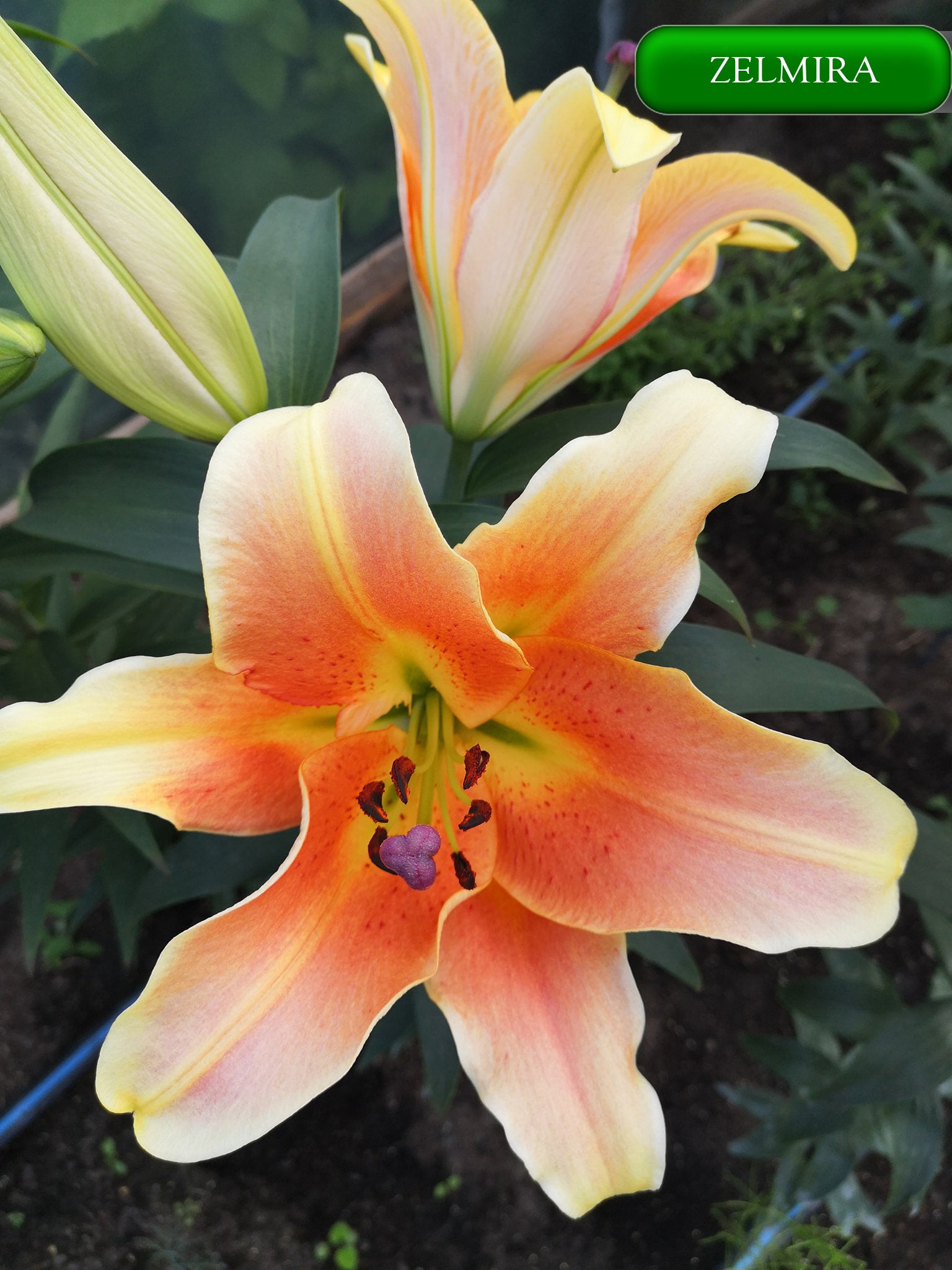 Zelmira lilija,āzijas lilijas latvijā,Zelmira liliju sīpoli,pērc liliju sīpolus, liliju sīpoli cena,liliju sīpoli rīga,cik maksā liliju sīpoli,liliju sīpoli internetā, liliju sīpolu stādīšana,liliju sipoli,liliju sīpoli pirkt,liliju sīpoli cenas,kur nopirkt liliju sīpolus, liliju sīpoli kur pirkt,liliju sīpoli kandava,liliju sīpoli tukums,liliju sīpoli talsi,liliju sīpoli pūre, liliju sīpoli kuldīga,liliju sīpoli ventspils,liliju sīpoli jelgava,zelmira liliju sīpoli,liliju sīpoli liepāja