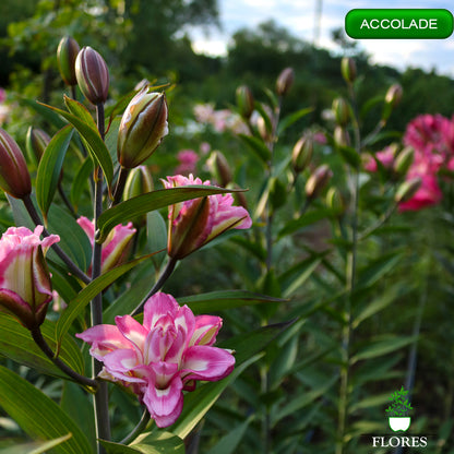 Accolade lilija,āzijas lilijas latvijā,liliju sīpoli,pērc liliju sīpolus latvijā, liliju sīpoli cena,liliju sīpoli rīga,cik maksā liliju sīpoli,liliju sīpoli internetā, liliju sīpolu stādīšana,liliju sipoli,liliju sīpoli pirkt,liliju sīpoli cenas,kur nopirkt liliju sīpolus, liliju sīpoli kur pirkt,liliju sīpoli kandava,liliju sīpoli tukums,liliju sīpoli talsi,liliju sīpoli pūre, liliju sīpoli kuldīga,liliju sīpoli ventspils,liliju sīpoli jelgava,liliju sīpoli rīgā,liliju sīpoli saldus,Accolade liliju sīpoli