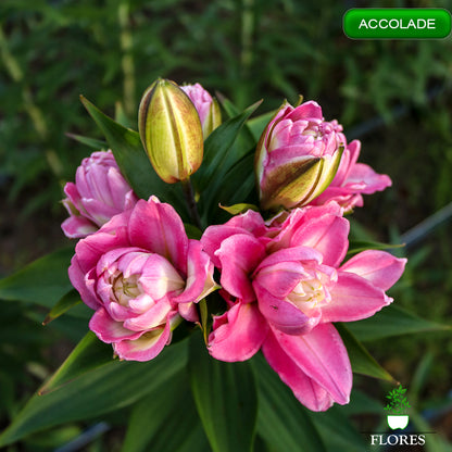 Accolade lilija,āzijas lilijas latvijā,liliju sīpoli,pērc liliju sīpolus latvijā, liliju sīpoli cena,liliju sīpoli rīga,cik maksā liliju sīpoli,liliju sīpoli internetā, liliju sīpolu stādīšana,liliju sipoli,liliju sīpoli pirkt,liliju sīpoli cenas,kur nopirkt liliju sīpolus, liliju sīpoli kur pirkt,liliju sīpoli kandava,liliju sīpoli tukums,liliju sīpoli talsi,liliju sīpoli pūre, liliju sīpoli kuldīga,liliju sīpoli ventspils,liliju sīpoli jelgava,liliju sīpoli rīgā,liliju sīpoli saldus,Accolade liliju sīpoli