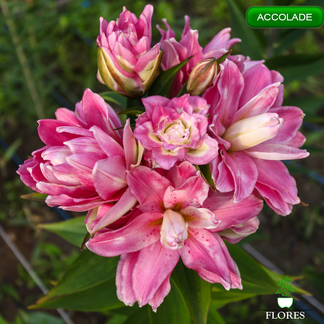 Accolade lilija,āzijas lilijas latvijā,liliju sīpoli,pērc liliju sīpolus latvijā, liliju sīpoli cena,liliju sīpoli rīga,cik maksā liliju sīpoli,liliju sīpoli internetā, liliju sīpolu stādīšana,liliju sipoli,liliju sīpoli pirkt,liliju sīpoli cenas,kur nopirkt liliju sīpolus, liliju sīpoli kur pirkt,liliju sīpoli kandava,liliju sīpoli tukums,liliju sīpoli talsi,liliju sīpoli pūre, liliju sīpoli kuldīga,liliju sīpoli ventspils,liliju sīpoli jelgava,liliju sīpoli rīgā,liliju sīpoli saldus,Accolade liliju sīpoli