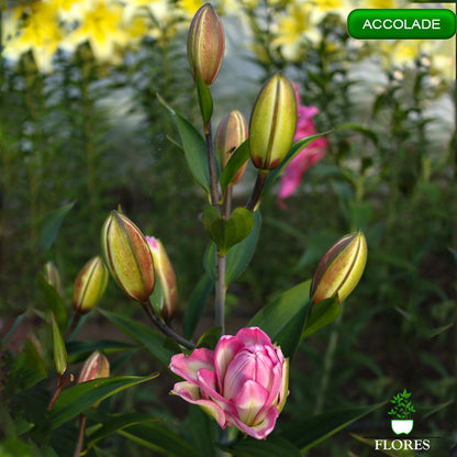 Accolade lilija,āzijas lilijas latvijā,liliju sīpoli,pērc liliju sīpolus latvijā, liliju sīpoli cena,liliju sīpoli rīga,cik maksā liliju sīpoli,liliju sīpoli internetā, liliju sīpolu stādīšana,liliju sipoli,liliju sīpoli pirkt,liliju sīpoli cenas,kur nopirkt liliju sīpolus, liliju sīpoli kur pirkt,liliju sīpoli kandava,liliju sīpoli tukums,liliju sīpoli talsi,liliju sīpoli pūre, liliju sīpoli kuldīga,liliju sīpoli ventspils,liliju sīpoli jelgava,liliju sīpoli rīgā,liliju sīpoli saldus,Accolade liliju sīpoli